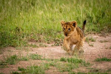 Fototapeta na wymiar Lion cub lifts paw crossing bare earth