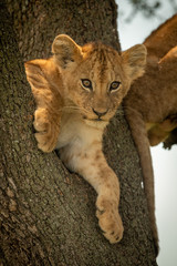 Lion cub looks down from forked branch