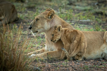 Lion cub nuzzles mother lying on grass
