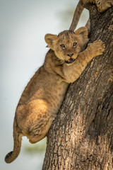 Lion cub looks out from tree trunk