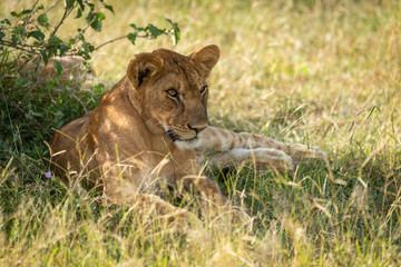 Lion cub lying in shade of bush