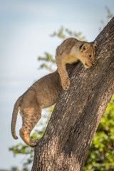 Lion cub on tree trunk beside another