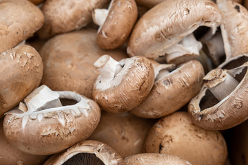 fresh portobello champignons for sale at city farmers market