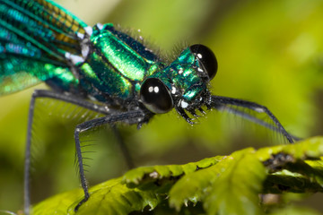 demoiselle damselfly on a leaf