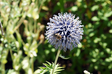 blaue blume nahaufnahme