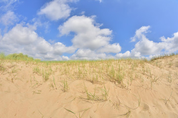 Fototapeta na wymiar Nadmorska roślinność na wydmach na brzegu morza pod niebieskim niebem i białymi chmurami.