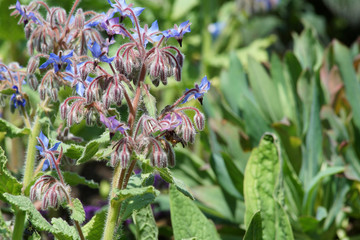gurkenkraut im Garten