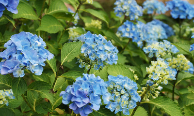 blaue hortensie im garten