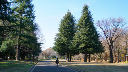 代々木公園パラノマ広場の景色