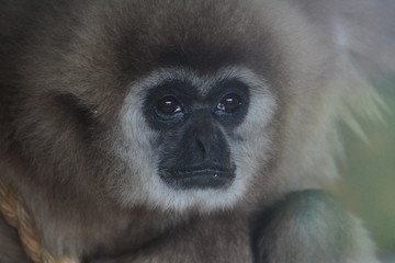 Fototapeta premium Lar gibbon