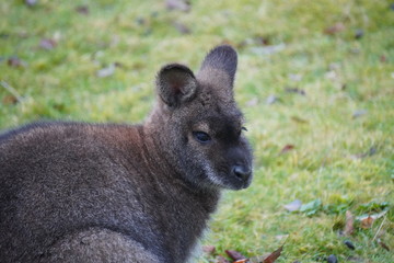 red necked wallaby © Colin