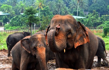 The Asian elephant is the largest living land animal in Asia.