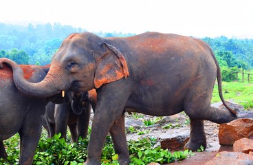 The Asian elephant is the largest living land animal in Asia.