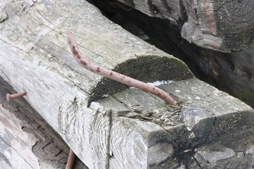 Large rusty nail in a wooden log