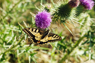 wunderschöner schmetterling
