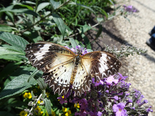 wunderschöner schmetterling