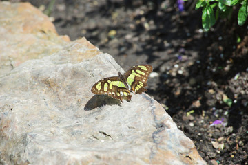 schmetterling auf einem stein