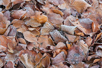 Gefrorene Buchen Blätter im Winter liegen auf dem Bodenfrozen leaf leaves 