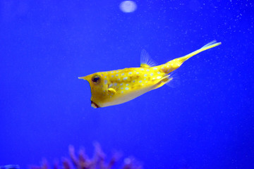 水中を優雅に泳ぐコンゴウフグ