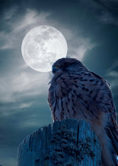 kestrel and the moon