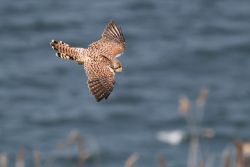 bird of prey
