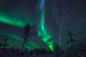 Aurora Borealis and trees