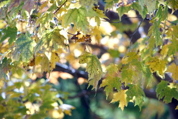 herbstlaub im sonnenlicht