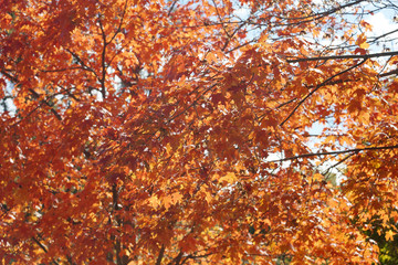 herbstlaub im sonnenlicht