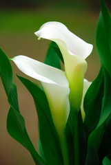 Obraz premium Close up of white calla lily flowers in the garden, vertical orientation
