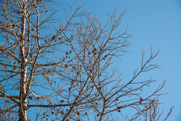 青空と枯れ木