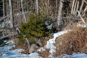 倒木した木々　冬期