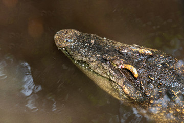 The crocodile is showing its head on the water