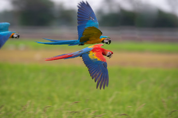 Blue and gold , scarlat macaw flying on green background