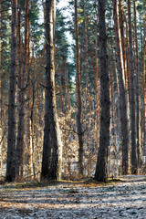 Autumn forest trees. nature green wood sunlight backgrounds.