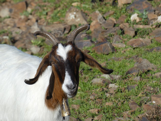 Capra