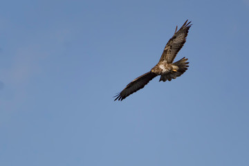 buzzard in flight