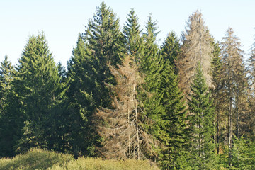 walsterben wegen trockenheit