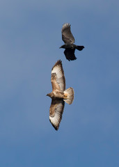 buzzard mobbed by crow