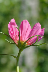 Close up of a pink cosmos flower isolated in the garden