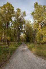 Fototapeta na wymiar graveled road with open gate and lined by green trees