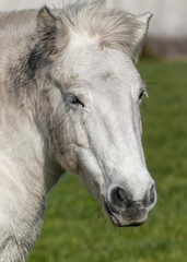 Obraz premium portrait of a horse