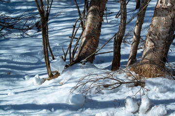 雪原に立つ木々　冬の雪原イメージ