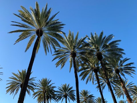California palm trees in winter 