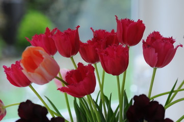 Tulips