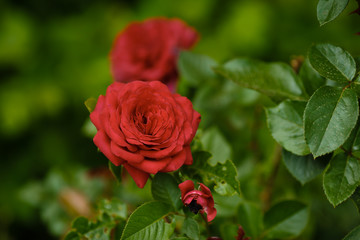 red rose flower with blurry background on the bush