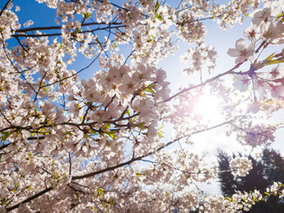 Branches of blossoming cherry against background of blue sky and sun light in spring time on nature outdoors. Pink sakura flowers, dreamy romantic artistic image of spring nature, copy space.