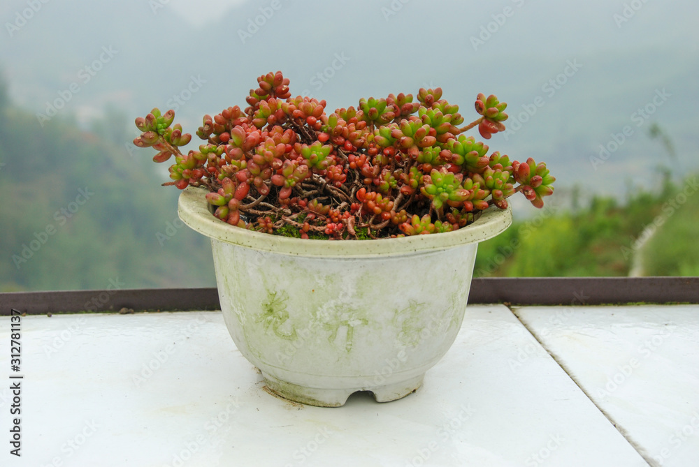 Wall mural red and green berry plant in white flowerpot