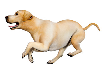 Obraz premium 3D Rendering Labrador Dog on White