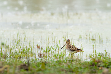 Common snipe walking near a pond and looking for food