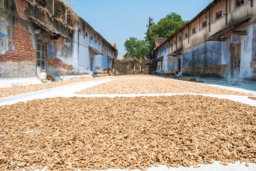Fort Kochi, South India. Spice drying on the street.